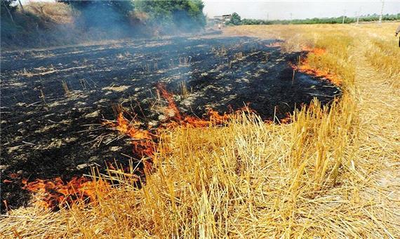 سوزاندن عمدی کاه و کلش مزارع 2 سال حبس به همراه دارد