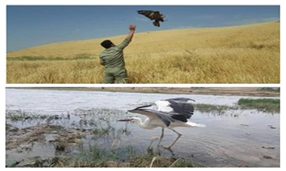 تیمار و رهاسازی 2 پرنده زخمی در طبیعت دیواندره