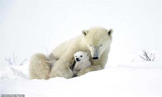 چه بلایی بر سر خرس‌های قطبی تا پایان قرن می‌آید؟/ عکس