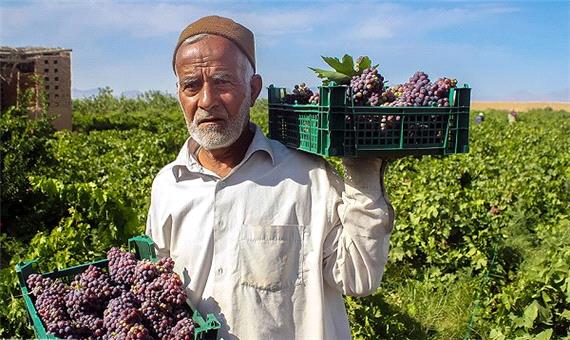 یک هزار و 600 تن انگور یاقوتی از باغات گیلانغرب برداشت شد