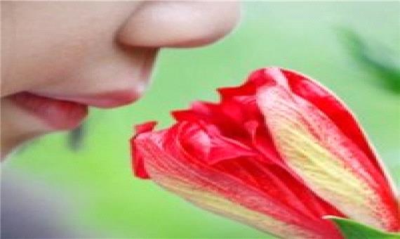 کشف روشی برای بازگشت حس بویایی مبتلایان به کرونا