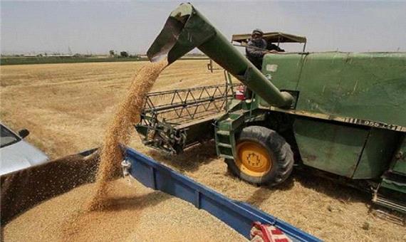 67 درصد پیش‌بینی خرید گندم در کردستان تحقق یافت