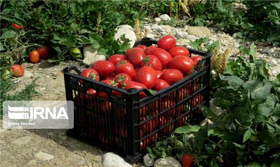 هشت هزار تُن گوجه فرنگی در کردستان حمایتی خریداری شد