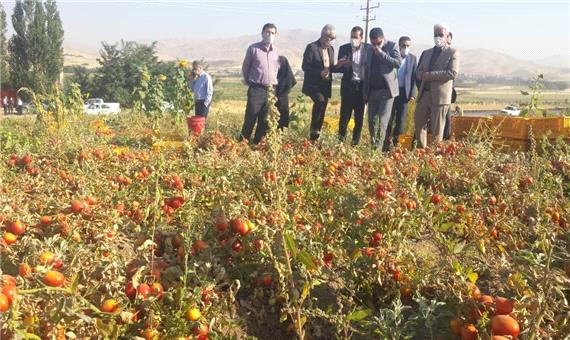 2 کارخانه، گوجه فرنگی کشاورزان کردستانی را خریداری کردند
