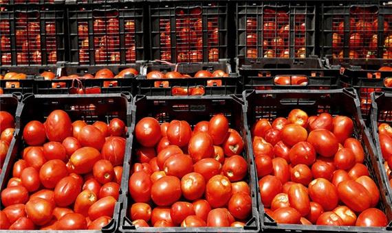 کاهش قیمت گوجه فرنگی و تکرار مشکل هرساله کشاورزان کرمانشاهی