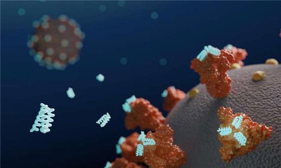 دانشگاه واشنگتن: پروتیین‌های مصنوعی ویروس کرونا را مهار می‌کنند