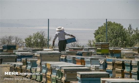 تولید سالانه 1857 تن عسل/7489 زنبورستان در کردستان فعال است