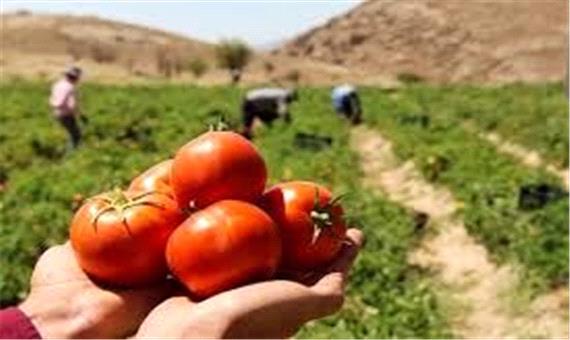 12 مزرعه سبزی و صیفی کردستان نشان استاندارد سیب سلامت گرفتند