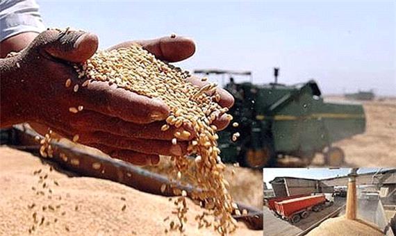 خرید 750 هزار تن گندم در 85 مرکز کردستان