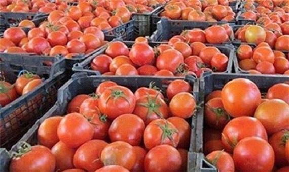 26 هزار تن گوجه فرنگی از کشاورزان کردستانی خریداری شد