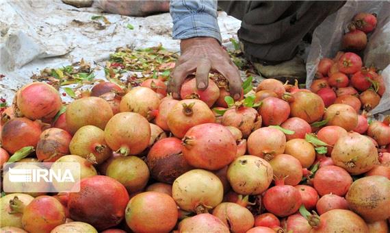 40 هزار بهره بردار کردستانی محصولات پاییزه باغی برداشت می‌کنند