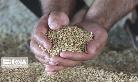 20 هزار تن بذر گندم در کردستان توزیع شد