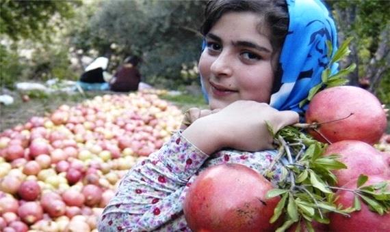 40 هزار بهره بردار کردستانی، محصولات پاییزه باغی برداشت می‌کنند