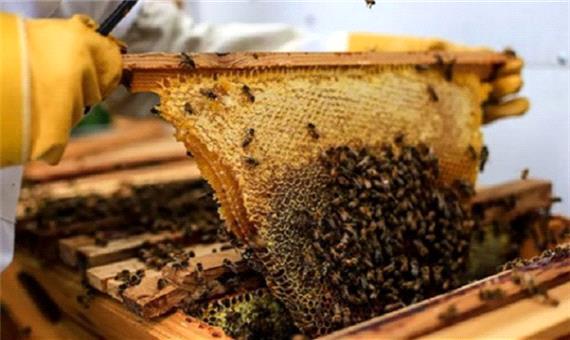 تولید سالانه یک تن عسل توسط یک تولید کننده بسیجی در شهرستان صحنه