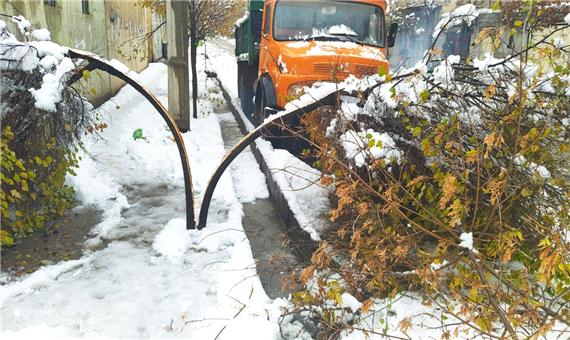500 اصله درخت بر اثر بارش سنگین برف در سقز شکست