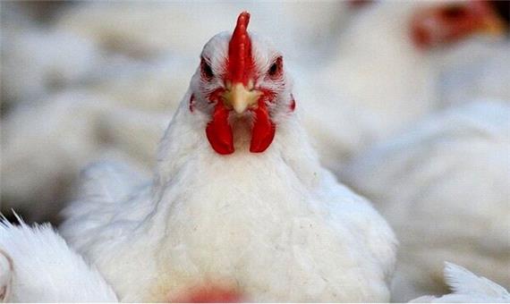 کمبود مرغ در کردستان وجود ندارد