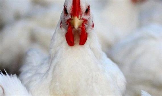 کمبود مرغ در کردستان وجود ندارد/احتمال کاهش قیمت این ماده پروتئینی در روزهای آینده