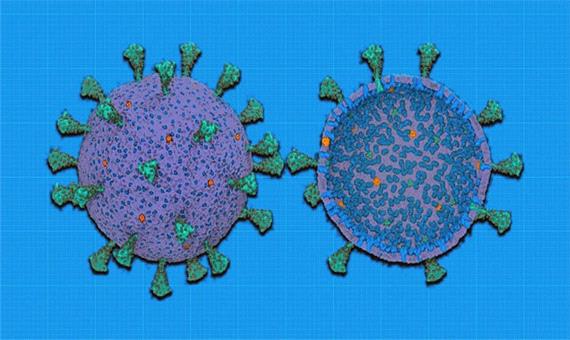 ابداع نخستین مدل محاسباتی کاربردی برای بررسی کروناویروس