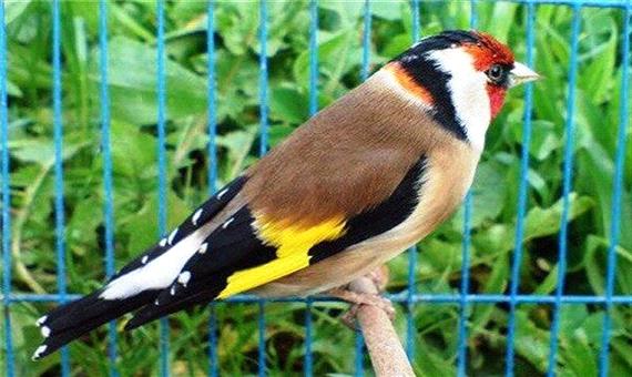 300 قطعه پرنده زینتی در دهگلان کشف شد