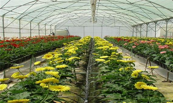 تولید 18 میلیون و 500 هزار شاخه انواع گل در کرمانشاه