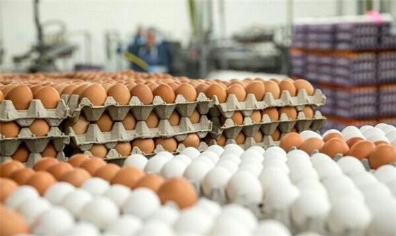 تولید 38درصد تخم مرغ مورد نیاز کردستانی ها در داخل استان