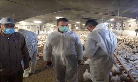 آنفلوآنزای فوق حاد پرندگان در مرغداری‌های کردستان مشاهده نشده است