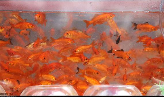بازار فروش پنج میلیونی ماهی قرمز در کرمانشاه