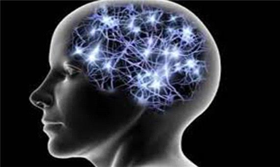 درمان بیماری‌های عصبی با افزایش سلول‌های بنیادی مغز