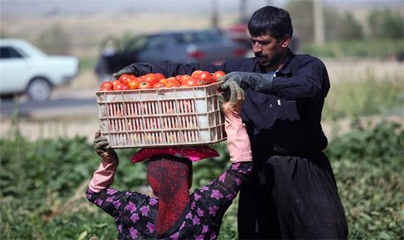 رشد بیش از دو برابری اراضی کشاورزی بیمه شده کرمانشاه