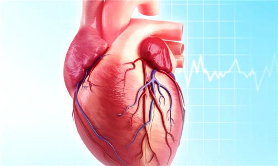 کروناویروس می‌تواند سلول‌های عضله قلب را از بین ببرد