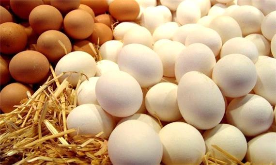 تولید سالانه 6800تن تخم مرغ در کردستان