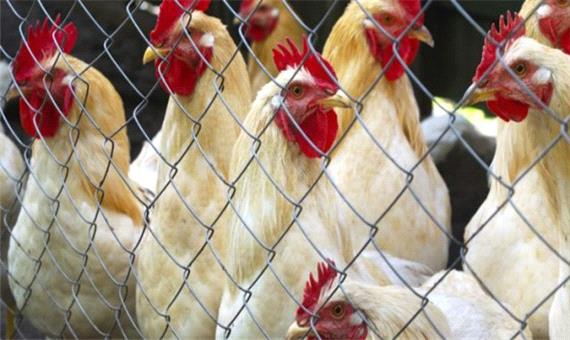 محموله 16 تنی مرغ قاچاق در قروه کشف شد/خروج مرغ زنده تا پایان سال از استان ممنوع است