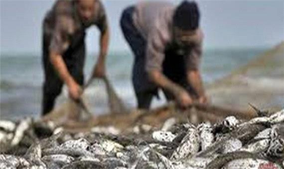 تولید10 هزار تن ماهی در کردستان/رهاسازی بچه ماهی راهی برای تصفیه آب سدها