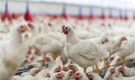 قیمت مرغ بر اساس استان‌های همجوار تعیین می‌شود