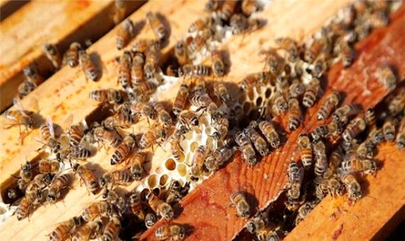 تولید سالانه 5000 تن عسل توسط زنبورداران کرمانشاه