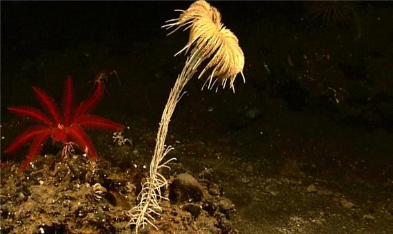 کشف «فسیل زنده» 273 میلیون ساله در کف اقیانوس