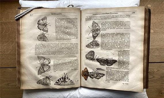 کشف یک پروانه 400 ساله در میان صفحات کتابی قدیمی