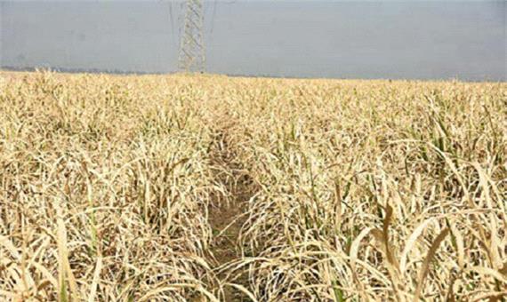 خشکسالی به 150 هزار هکتار از اراضی کرمانشاه خسارت زد
