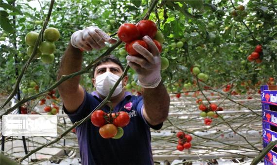 دولت حدود 33 هزار فرصت شغلی روستایی در کرمانشاه ایجاد کرد