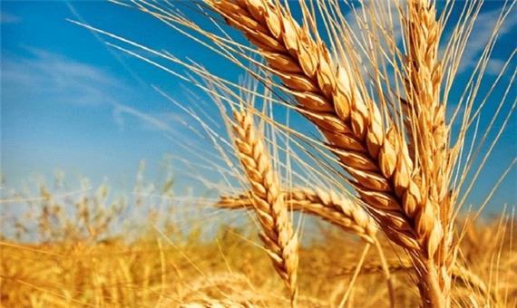 پیش‌بینی تولید 500 هزار تن گندم در کردستان