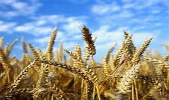 خریداری بیش از 75 هزار تن گندم به صورت تضمینی و توافقی از کشاورزان