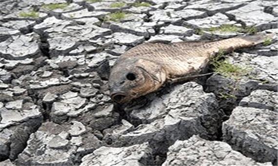 مرگ بی صدای حیات وحش در سایه خشکسالی