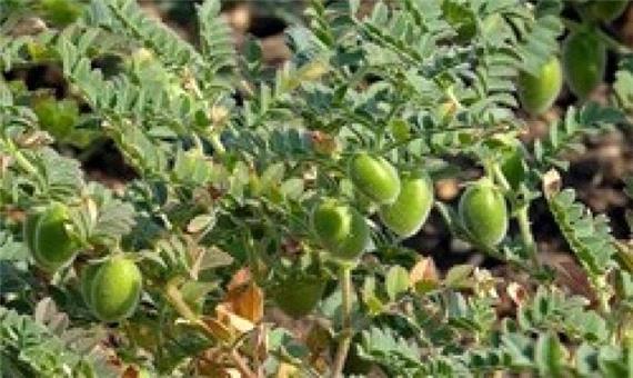 امسال 45 هزار تن حبوبات از سطح مزارع کردستان برداشت می‌شود