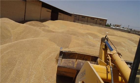 280 هزار و 225 تن گندم از کشاورزان کردستانی خریداری شد