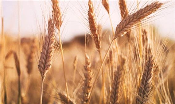 خریداری بیش از 280 هزار تن گندم از کشاورزان کردستانی
