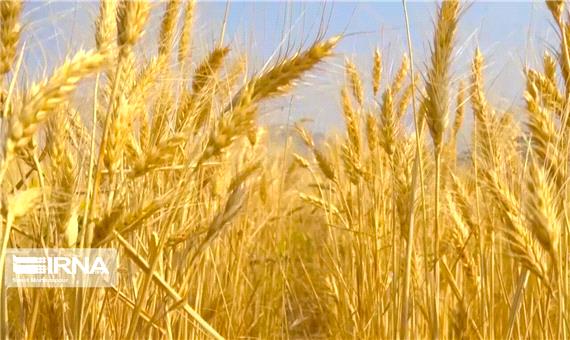 بیش از 500 هزار تن گندم در کردستان تولید شد