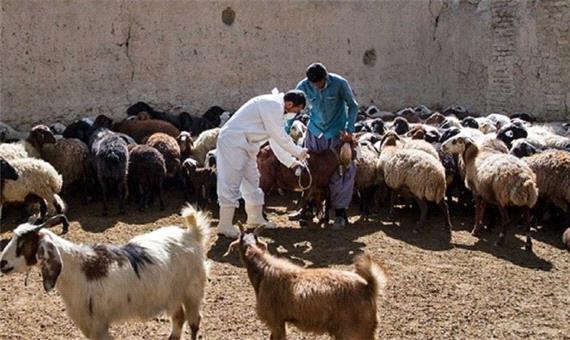 واکسیناسیون بیش از 390 هزار راس دام علیه بروسلوز در کردستان