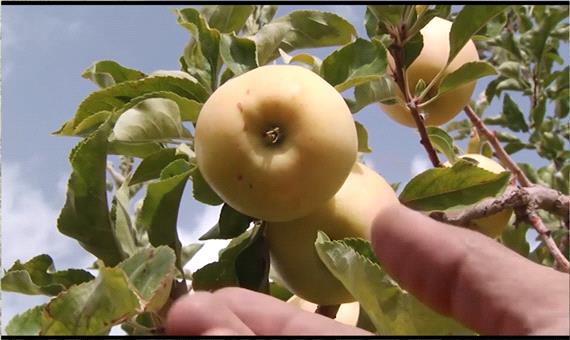 پیش‌بینی برداشت 6000 تن سیب درختی در سنقروکلیایی