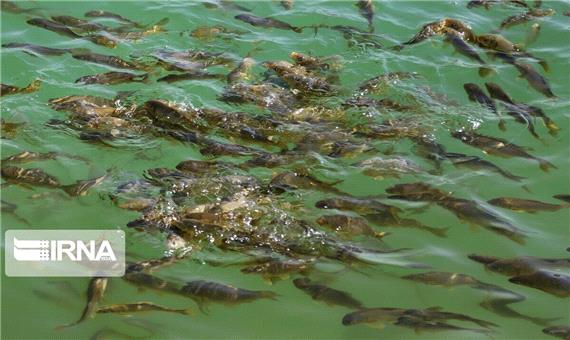 امسال بیش از 10 هزار تُن انواع ماهی در کردستان تولید می‌شود