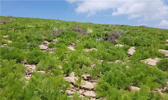 480 هزار هکتار از دیمزارهای کردستان زیرپوشش طرح جهش تولید قرار می‌گیرد